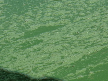 Planktonic Algae Raises Lagoon pH